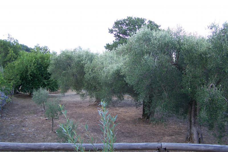 Agrestis Domus Guest House San Giovanni a Piro Bagian luar foto