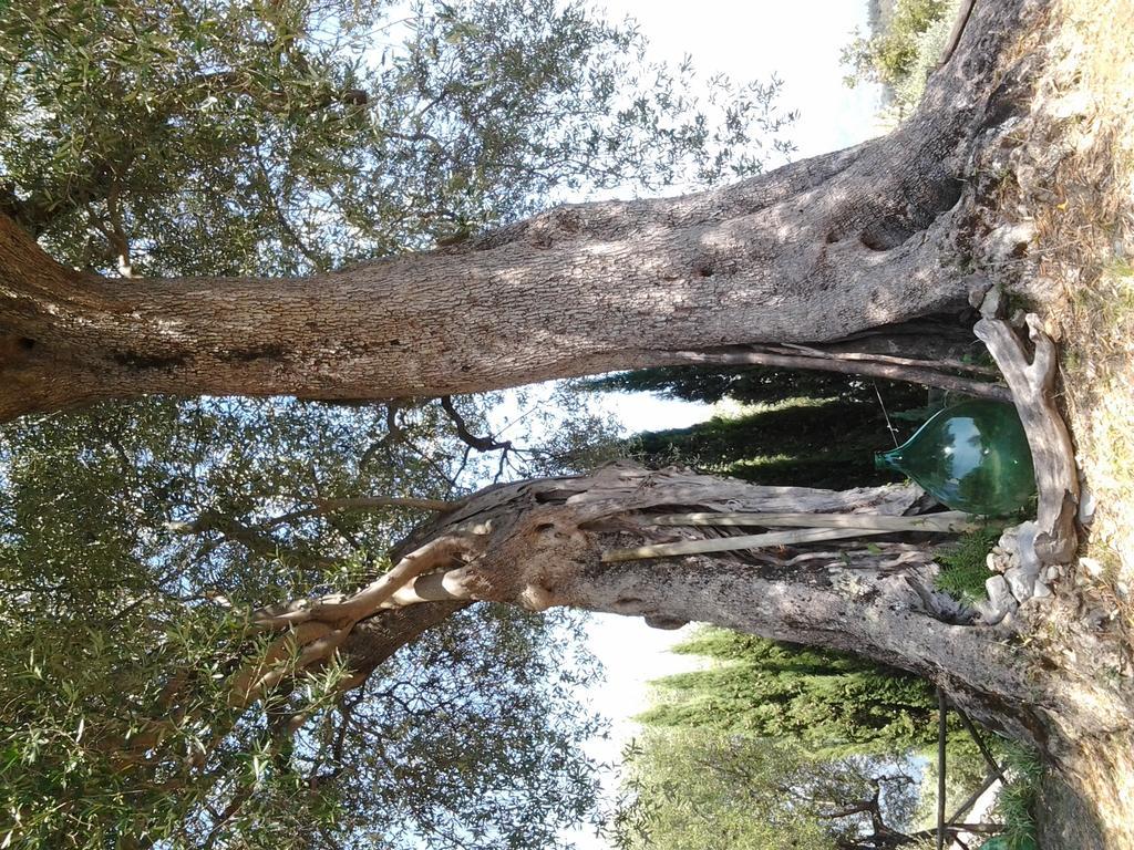 Agrestis Domus Guest House San Giovanni a Piro Bagian luar foto
