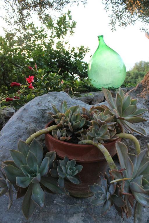 Agrestis Domus Guest House San Giovanni a Piro Bagian luar foto